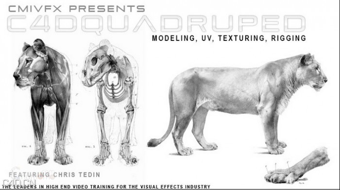 C4D四足动物建模贴图绑定全面教程 Cinema 4D Quadruped Model UV Texturing Rigging
