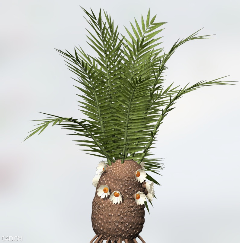 景观植物：铁树C4D模型 Cycadeoidea Gigantea
