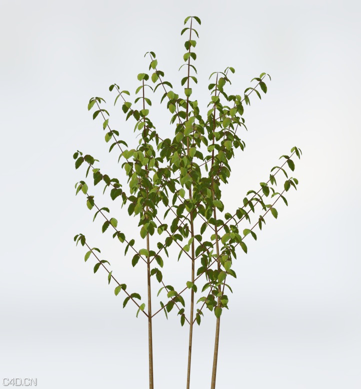 山茱萸C4D模型 Bloodtwig Dogwood - C4D之家 - cinema4d_ 2015-06-10 18.18.15.jpg