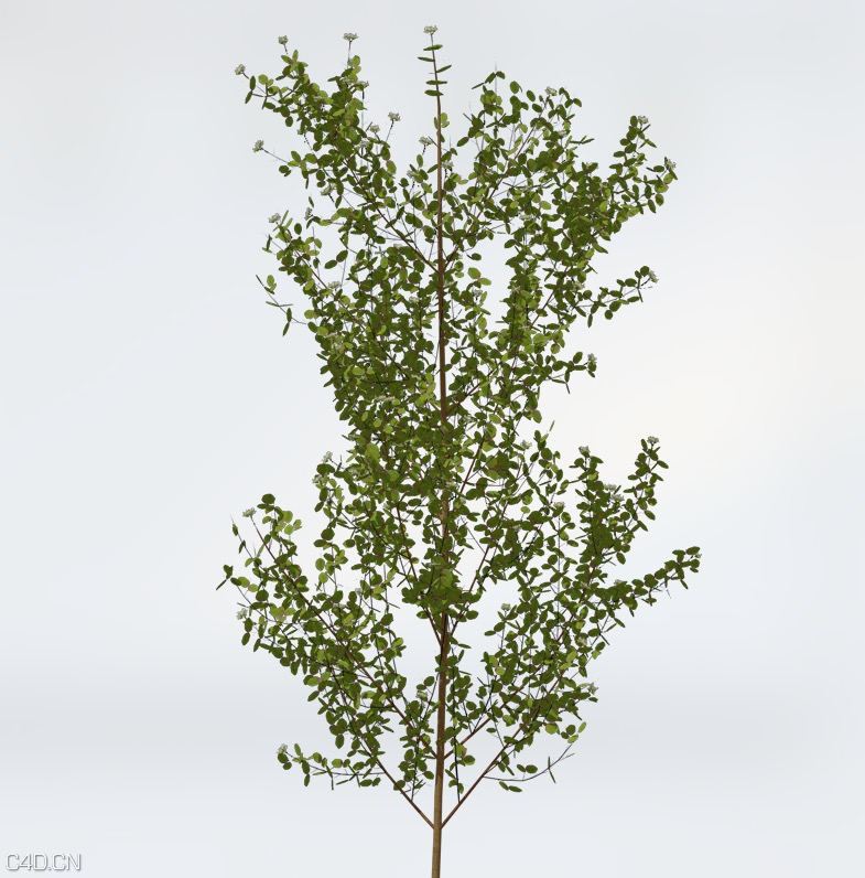 山茱萸C4D模型 Bloodtwig Dogwood - C4D之家 - cinema4d_ 2015-06-10 18.18.08.jpg