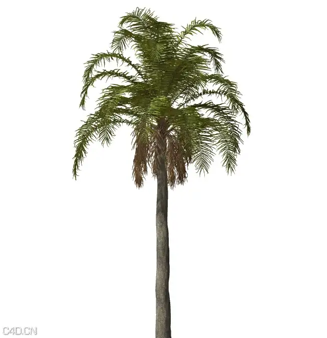 棕榈树C4D模型 Queen Palm - C4D之家 - cinema4d_ 2015-06-10 23.42.06.jpg