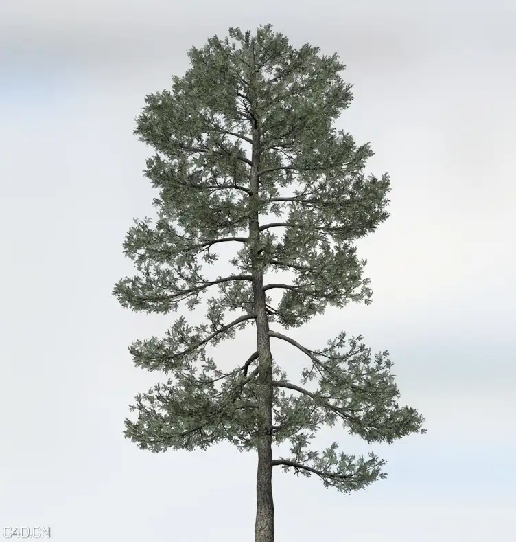松树C4D模型 Bishop Pine
