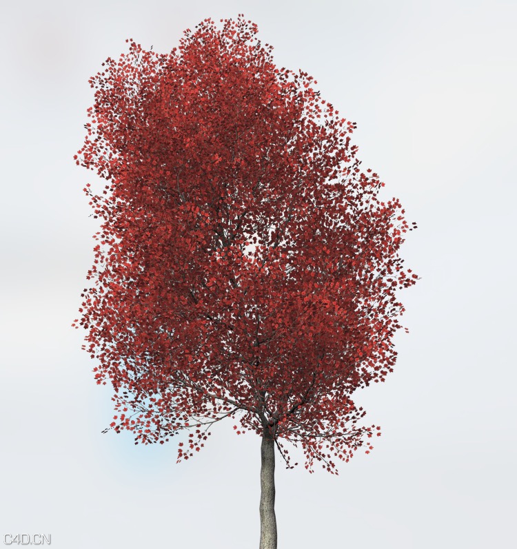红枫C4D模型 Acer rubrum Red Maple C4D