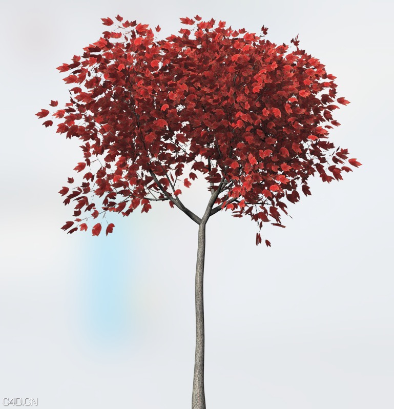 红枫C4D模型 Acer rubrum Red Maple C4D - C4D之家 - cinema4d_ 2015-06-11 23.17.03.jpg
