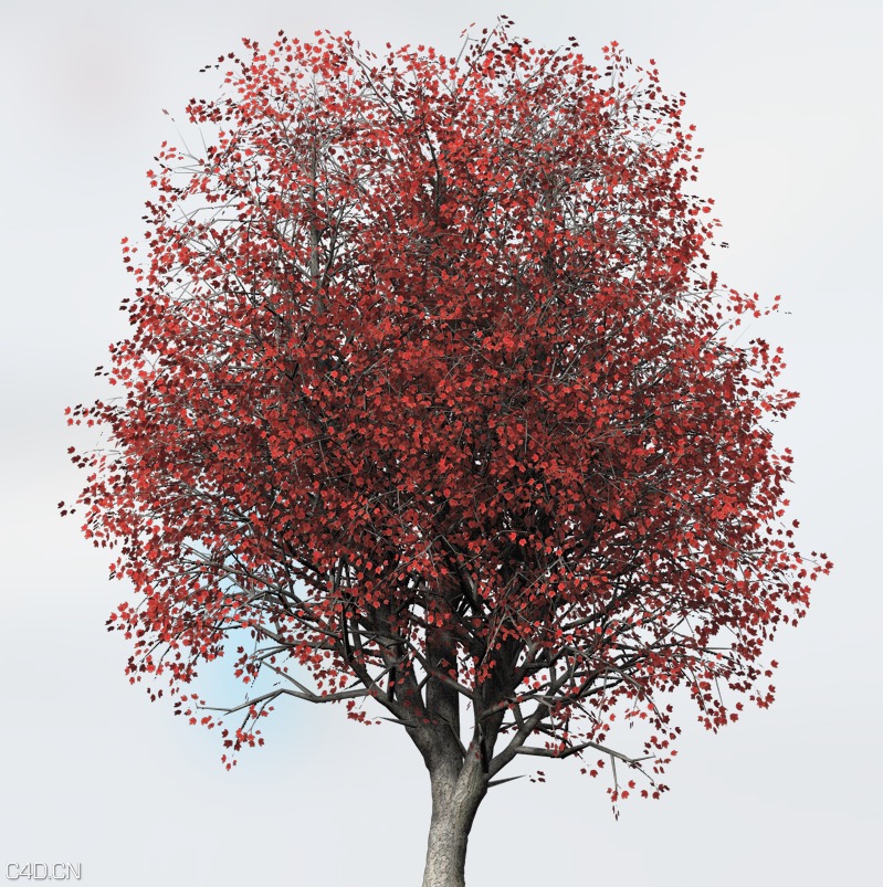 红枫C4D模型 Acer rubrum Red Maple C4D - C4D之家 - cinema4d_ 2015-06-11 23.16.58.jpg