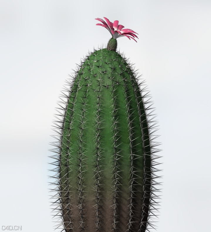 仙人掌C4D模型 Rainbow Cactus - C4D之家 - cinema4d_ 2015-06-11 23.36.40.jpg