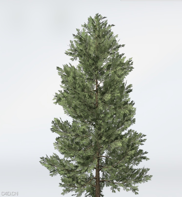 柏树C4D模型 Incense Cedar
