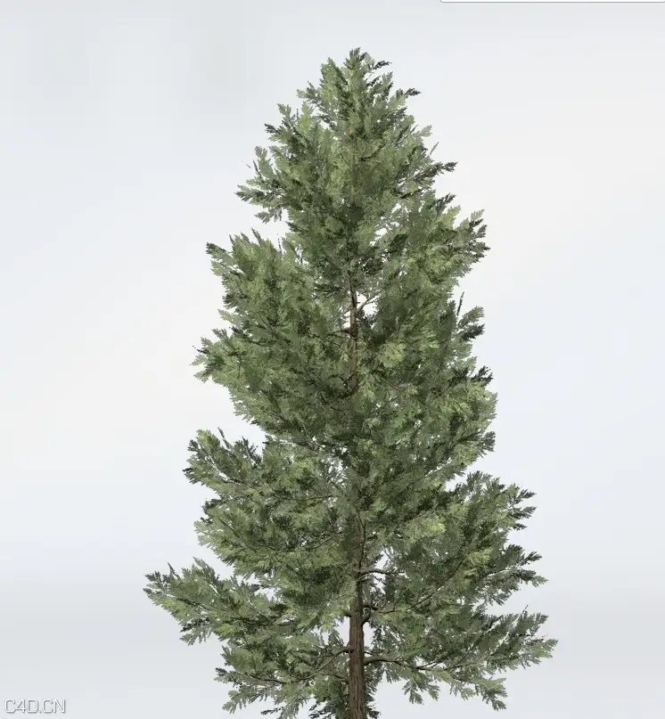 柏树C4D模型 Incense Cedar - C4D之家 - cinema4d_ 2015-06-11 23.49.42.jpg