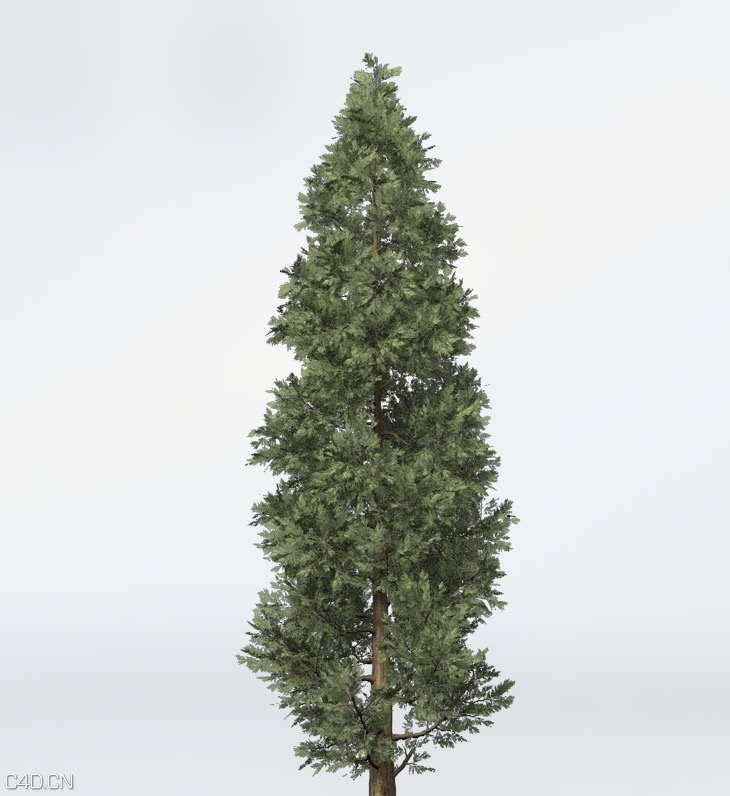 柏树C4D模型 Incense Cedar - C4D之家 - cinema4d_ 2015-06-11 23.49.38.jpg