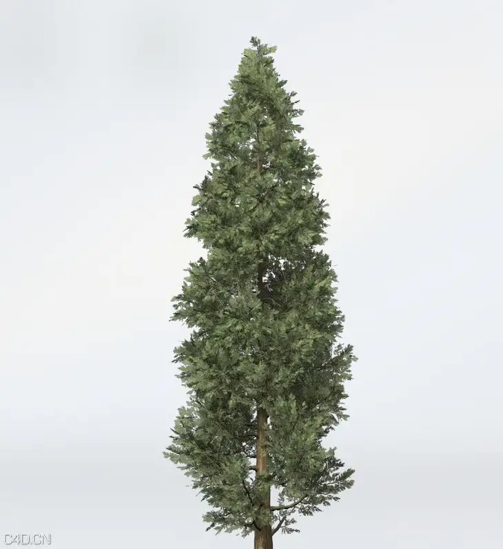 柏树C4D模型 Incense Cedar - C4D之家 - cinema4d_ 2015-06-11 23.49.38.jpg
