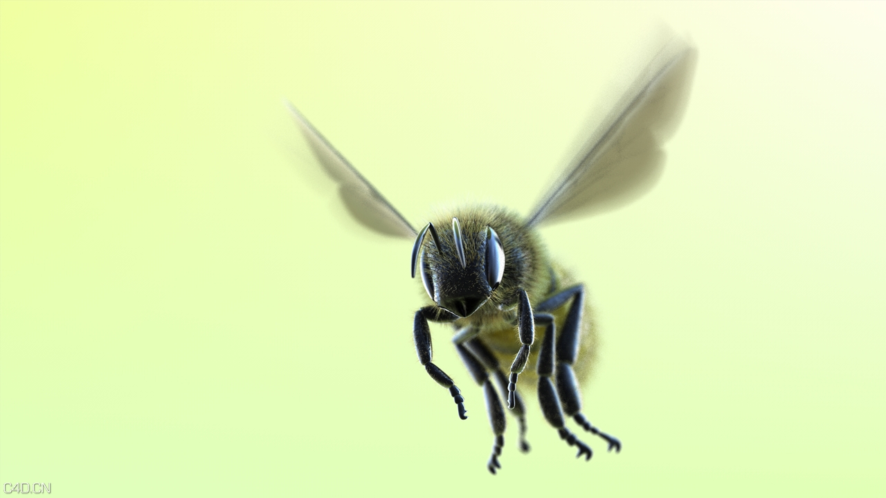 3D蜜蜂模型 带绑定 - C4D之家 - 2013081121.jpg