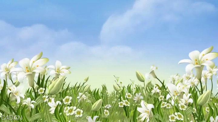漂亮百合花开背景视频素材