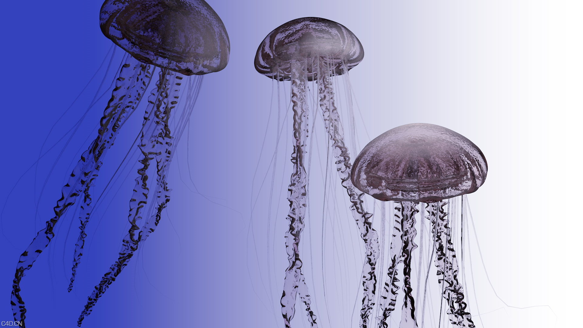 水母！水母！ - C4D之家 - 水母~