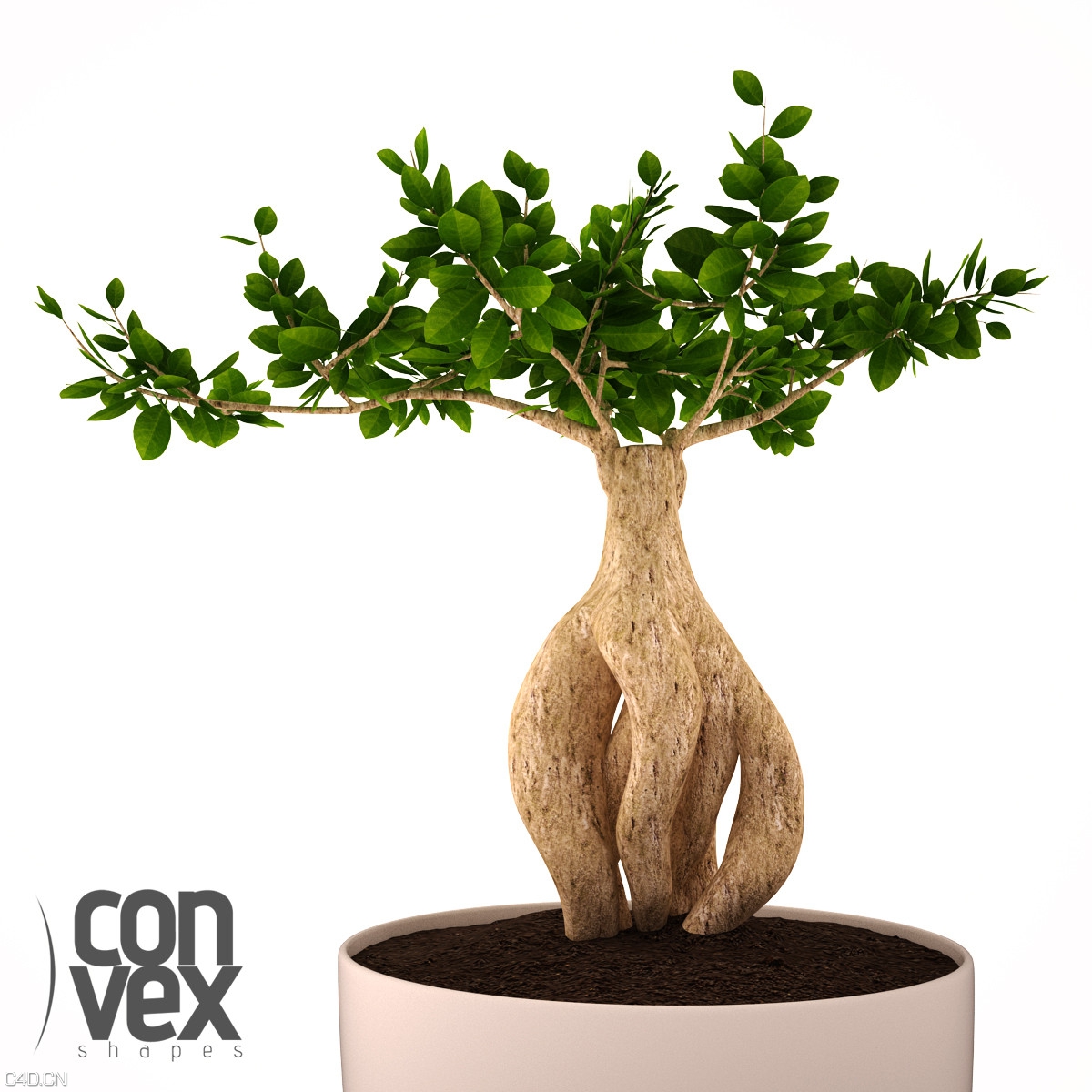 20个高精度植物盆栽3D模型 CGAXIS Convexshapes 3D Potted Plants