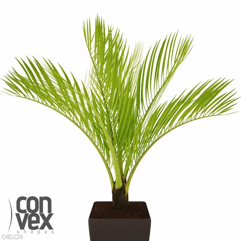 20个高精度植物盆栽3D模型 CGAXIS Convexshapes 3D Potted Plants - C4D之家 - 14.jpg