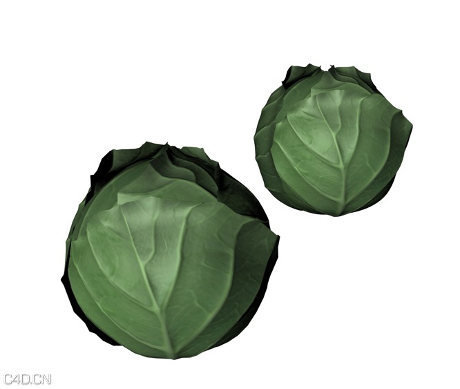C4D蔬菜模型-茴子白模型 cabbage