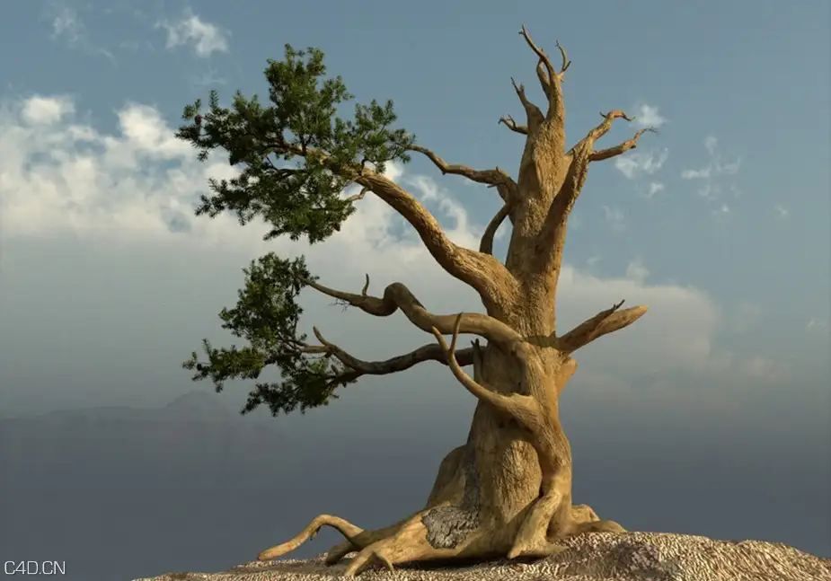 大树、树枝、粗树、老树、树干C4D模型 Bobs Bristlecone Pine - C4D之家 - cinema4d_ 2015-09-19 11.30.27.jpg