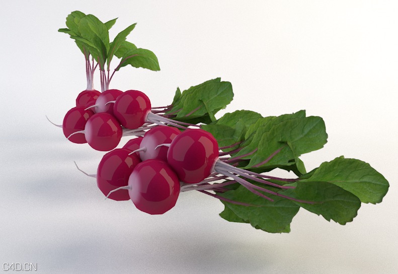 C4D蔬菜模型-清水萝卜模型 Radish