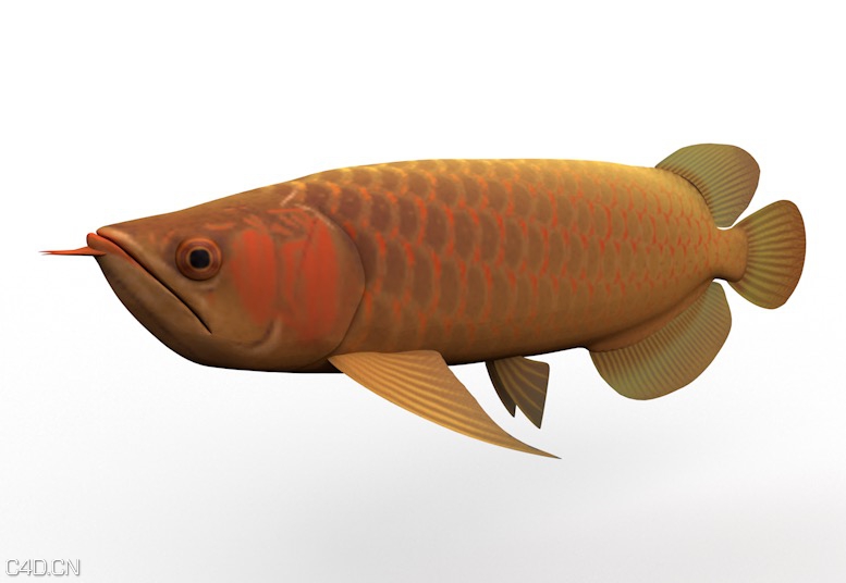 亚洲金龙鱼C4D模型 Asian Arowana 3d model