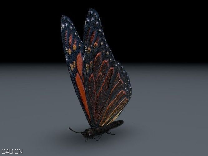 蝴蝶C4D模型 Orange Butterfly - C4D之家 - large_orange_butterfly_3d_model_c4d_72b0b54f-3015-44f9-b6d1-08169d2caae3.jpg