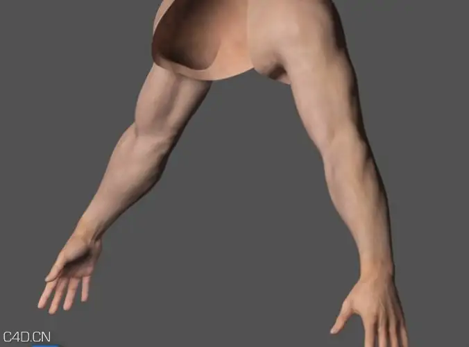 人体肢体模型：胳膊C4D模型 Adult Male Arms and Hands