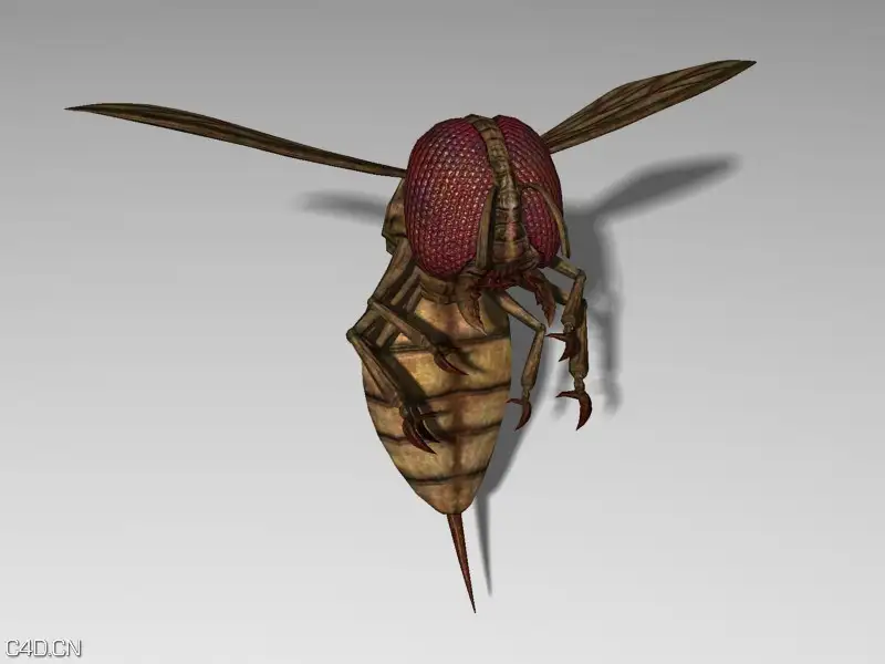 大黄蜂3D模型 Monstrous Blood Wasp 3D model - C4D之家 - forum-201502-07-201230d30phdfh413gwcnp.jpg