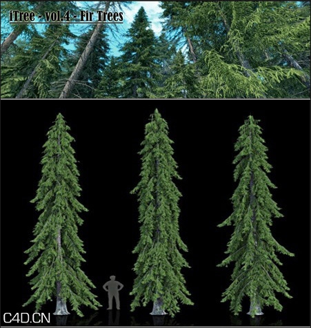 40种冷杉树3D模型合集 Fir Trees 3d model - C4D之家 - forum-201502-13-201405gmdd55155flq15pv.jpg