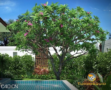 巴厘岛热带树3D模型：Frangipani Lelavadee - C4D之家 - forum-201502-14-005045pvrbd1f330ccrc9g.jpg