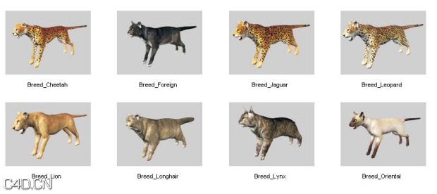 48个动物3D模型 DOSCH DESIGN – 3D: Animals