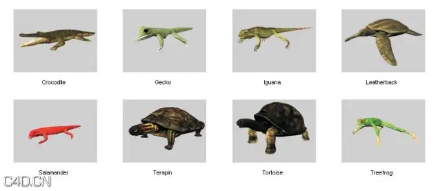 48个动物3D模型 DOSCH DESIGN – 3D: Animals - C4D之家 - forum-201502-14-005828vf92jf78k8bt48zj.jpg