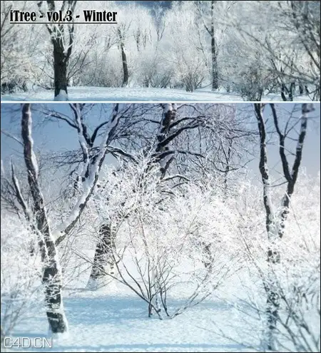 冬季树木3D模型合集 R/D Group – iTrees vol.3 Winter