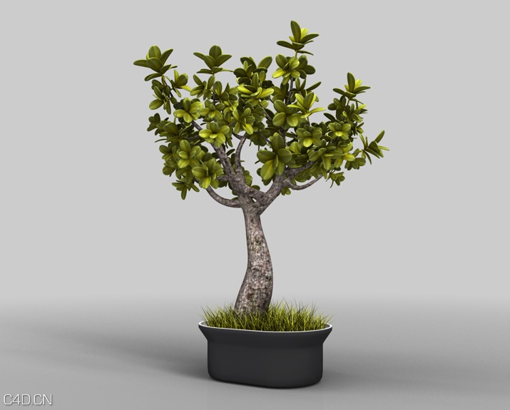 盆景树木、景观盆景C4D模型 Bonsai - C4D之家 - cinema4d_ 2015-12-03 13.54.29.jpg