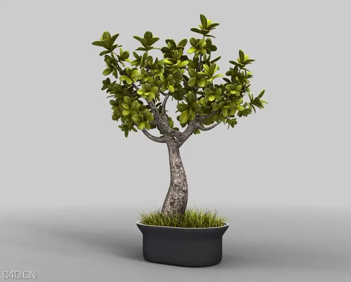 盆景树木、景观盆景C4D模型 Bonsai