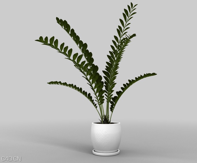 景观盆景植物C4D模型 Potted plant - C4D之家 - cinema4d_ 2015-12-03 14.34.59.jpg