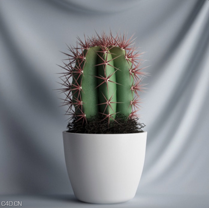 室内景观植物：仙人球C4D模型 Cactus
