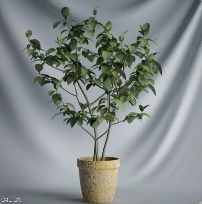 室内景观盆景树C4D模型 Bonsai Tree - C4D之家 - cinema4d_ 2015-12-03 16.50.10.jpg