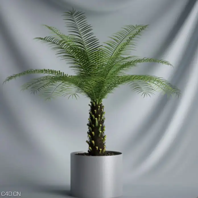 办公区盆景植物：铁树盆景C4D模型 Sago Cycas - C4D之家 - cinema4d_ 2015-12-03 17.24.49.jpg