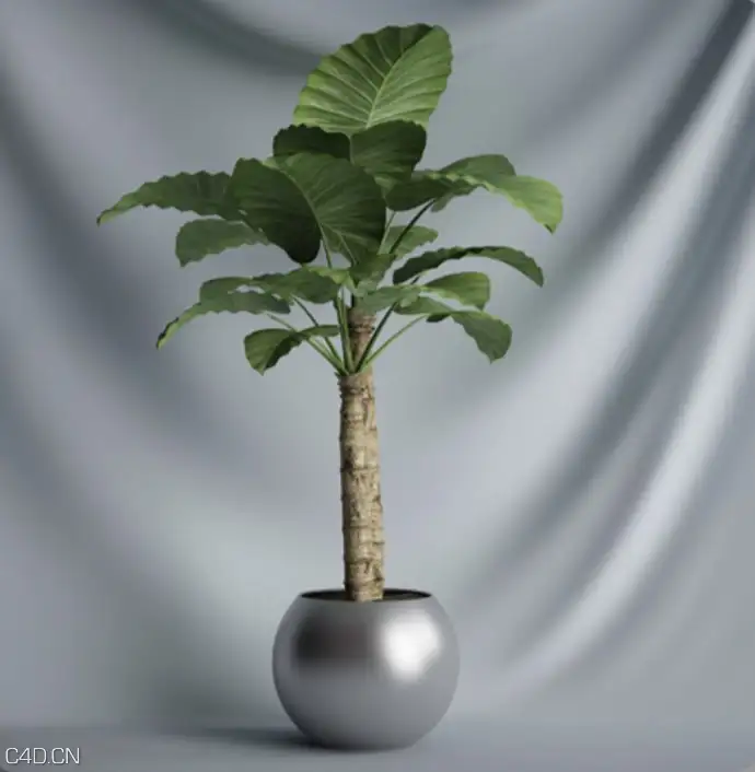 阔叶植物盆景、滴水观音树景观盆景C4D模型 Potted plant landscape