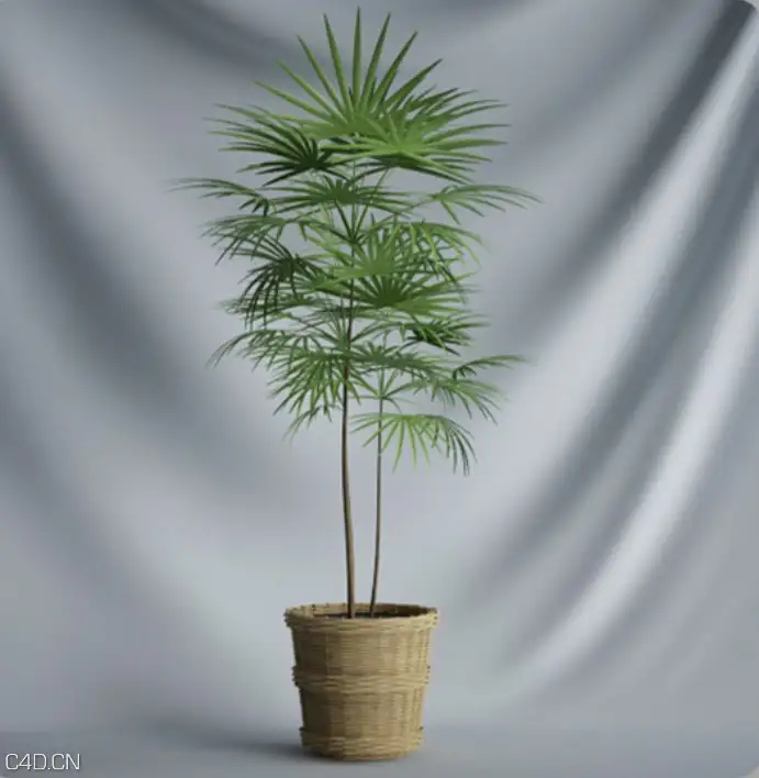 办公区景观植物盆景C4D模型 Landscape plant bonsai