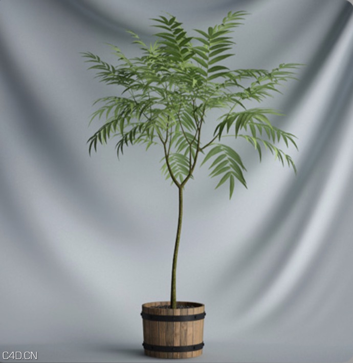 木桶盆景树C4D模型 Cask Bonsai Tree - C4D之家 - cinema4d_ 2015-12-03 22.15.54.jpg