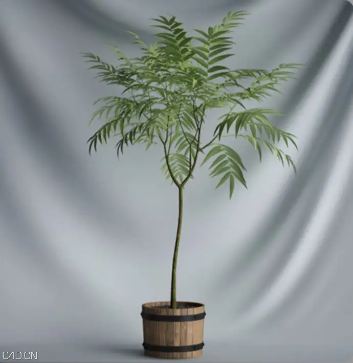 木桶盆景树C4D模型 Cask Bonsai Tree