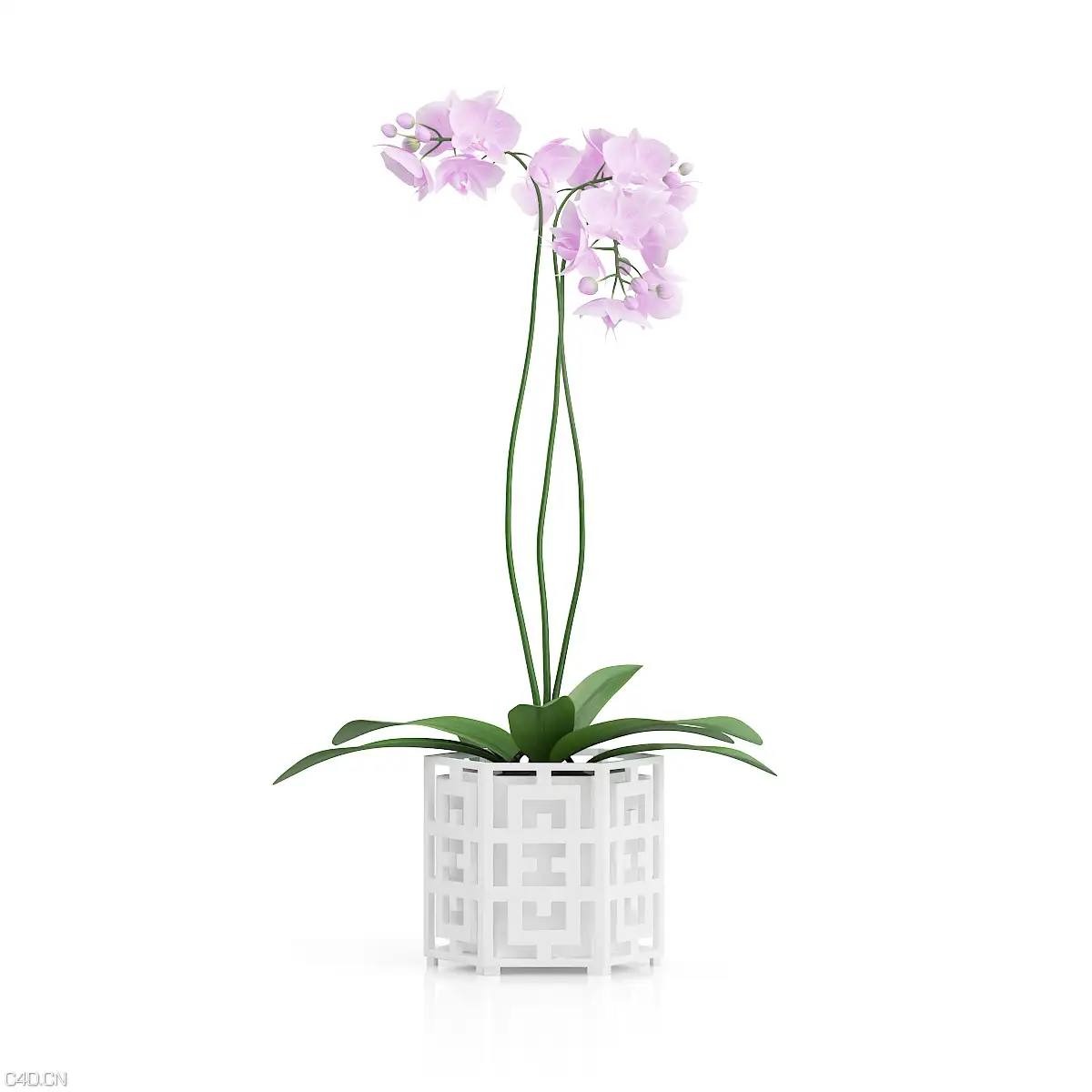 室内装饰花卉盆景：蝴蝶兰C4D模型 3D ORCHID FLOWER IN HEXAGONAL POT - C4D之家 - cgaxis_models_60_31a.jpg