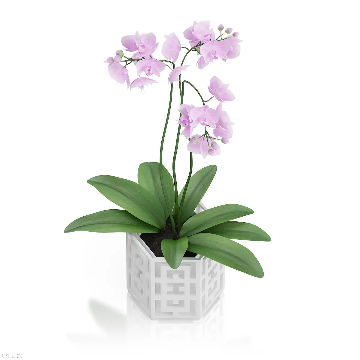 室内装饰花卉盆景：蝴蝶兰C4D模型 3D ORCHID FLOWER IN HEXAGONAL POT - C4D之家 - cgaxis_models_60_31c.jpg