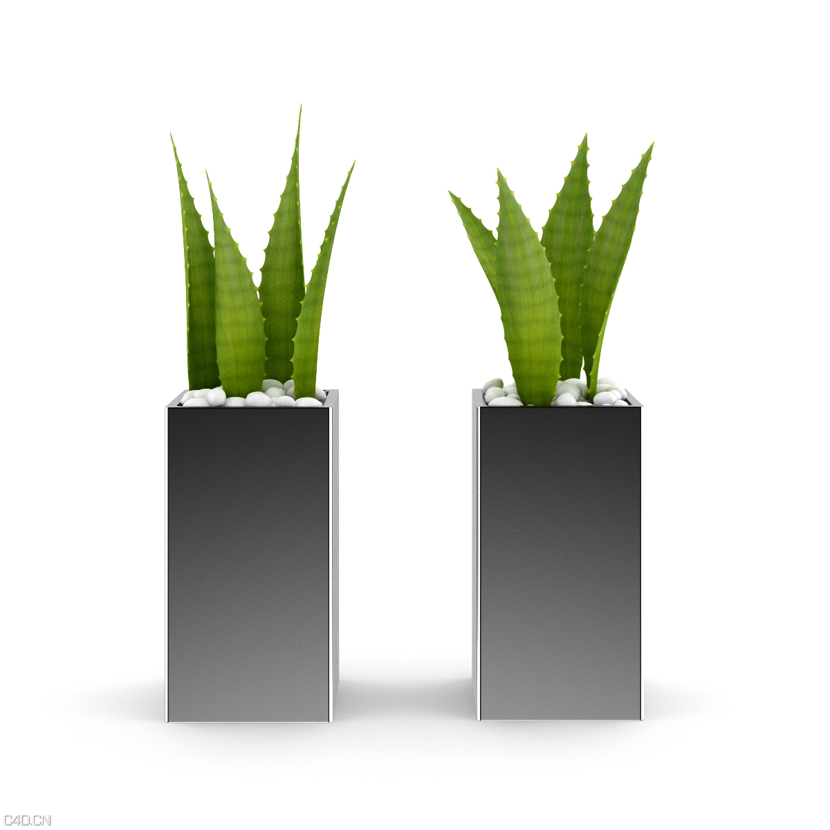 室内装饰植物小盆景：芦荟盆景C4D模型 Aloe