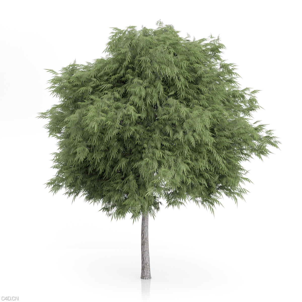 绿树C4D模型 3D TREE - C4D之家 - cgaxis_models_54_42.jpg