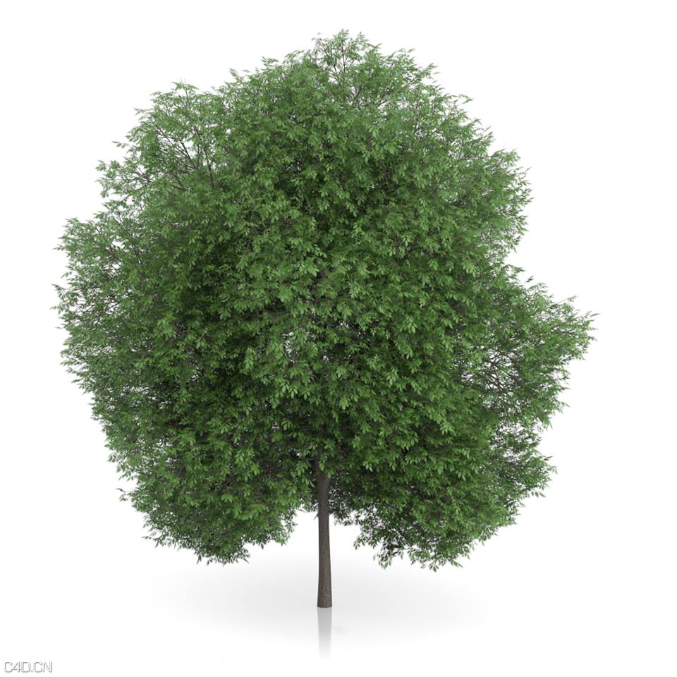 茂密的绿树C4D模型 3D TREE - C4D之家 - cgaxis_3d_tree_3_free_2.jpg