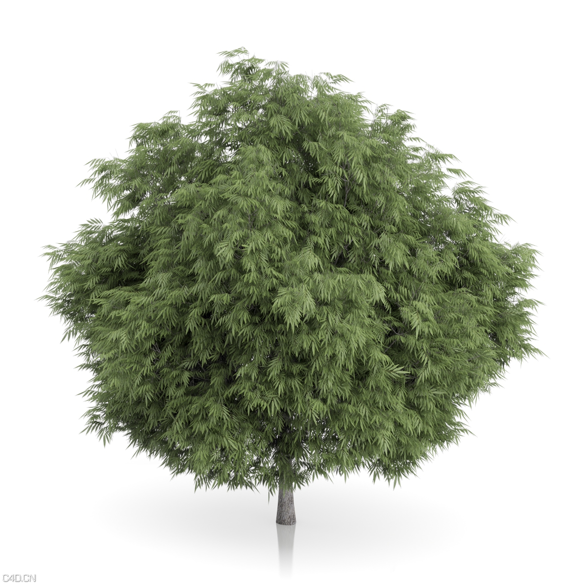 茂密的大树C4D模型 3D TREE - C4D之家 - cgaxis_models_54_41.jpg