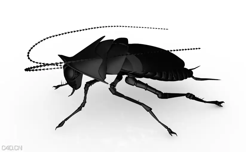 C4D蟑螂生长动画、蟑螂3D模型 Cockroach