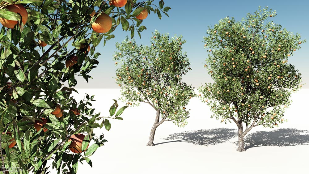 C4D树木植物生成插件汉化版 Xfrog 5.4 DC12182015