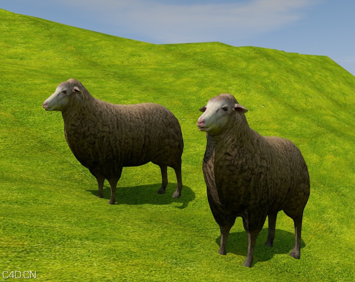 草原绵羊C4D模型 Sheep 3d model - C4D之家 - cinema4d_ 2016-02-02 16.26.28.jpg
